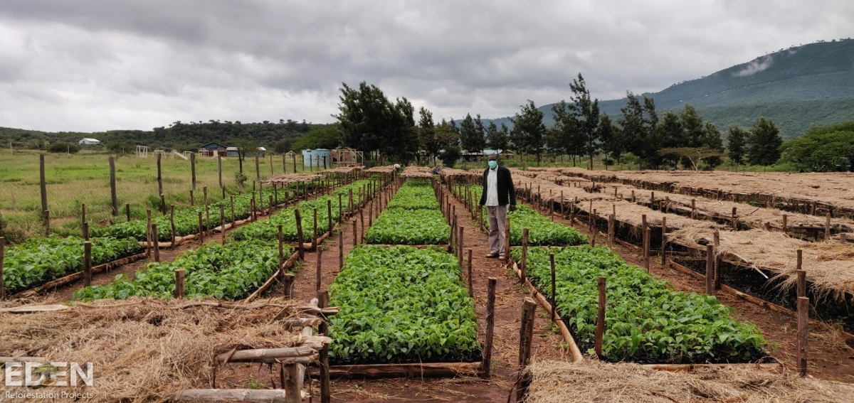 3000 trees with Eden Reforestation Projects